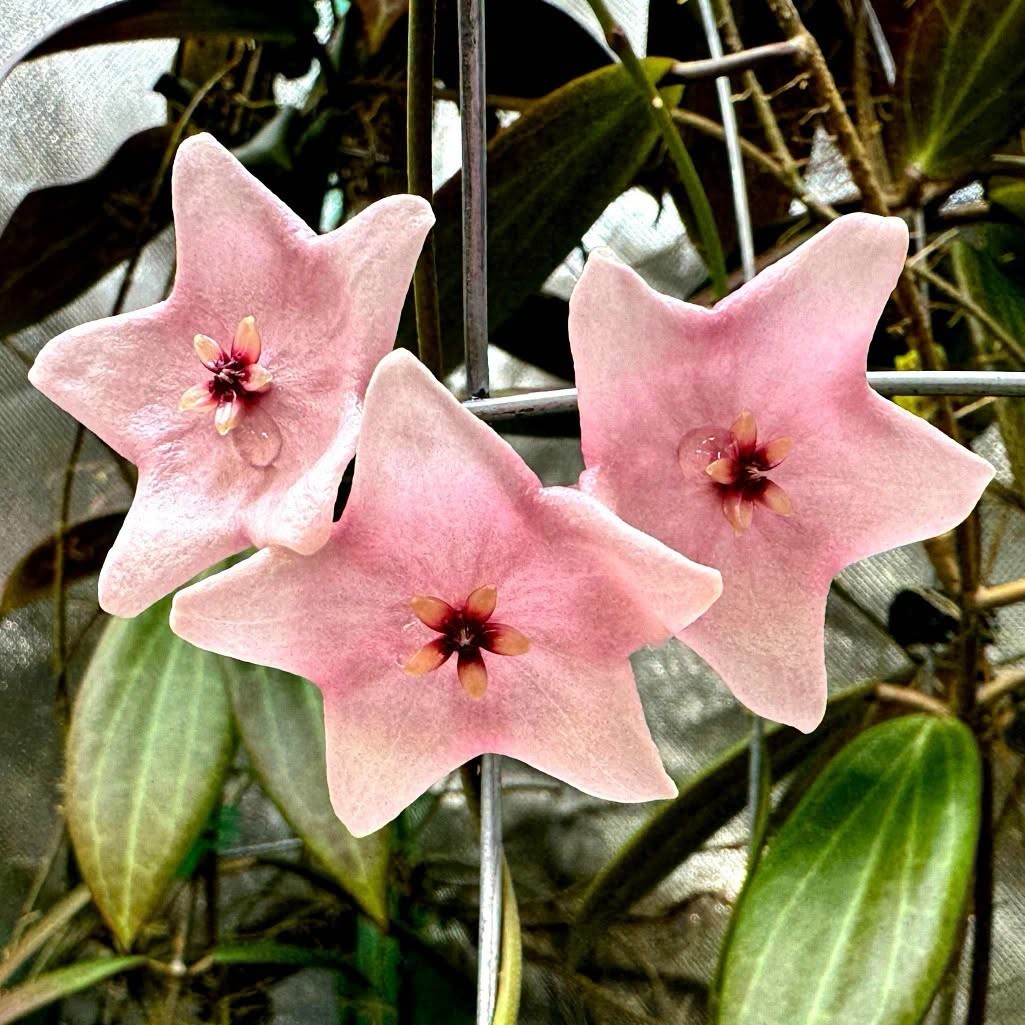 Hoya Evelinae Rare Variegated, Real Picture, Aroid Houseplant