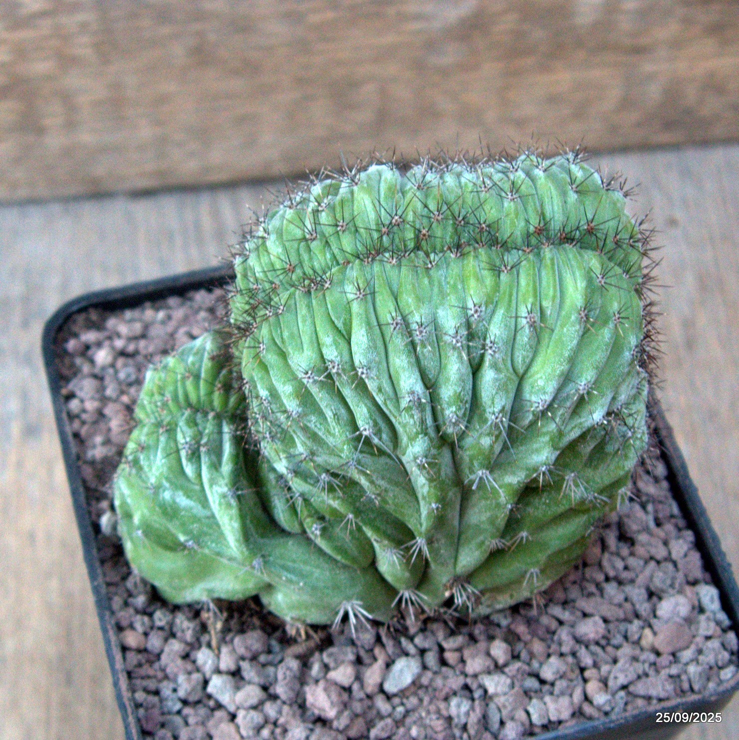 D6660 POLASKIA CHICHIPE CRESTED pot10-H9-W10 cm MaMa Cactus