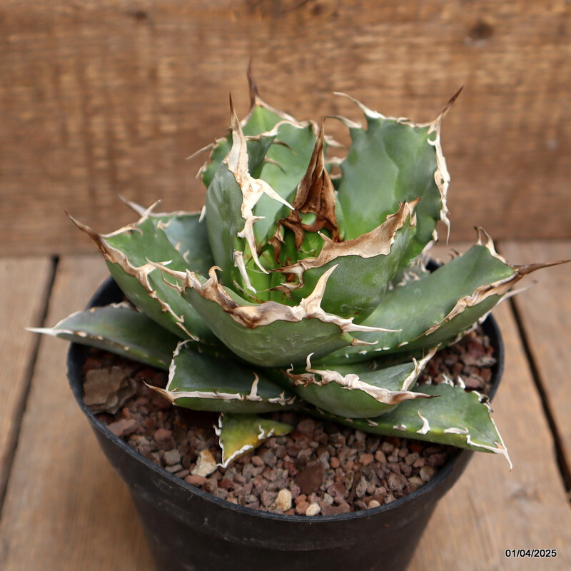 D117 AGAVE TITANOTA pot14-H11-W15 cm MaMa Cactus