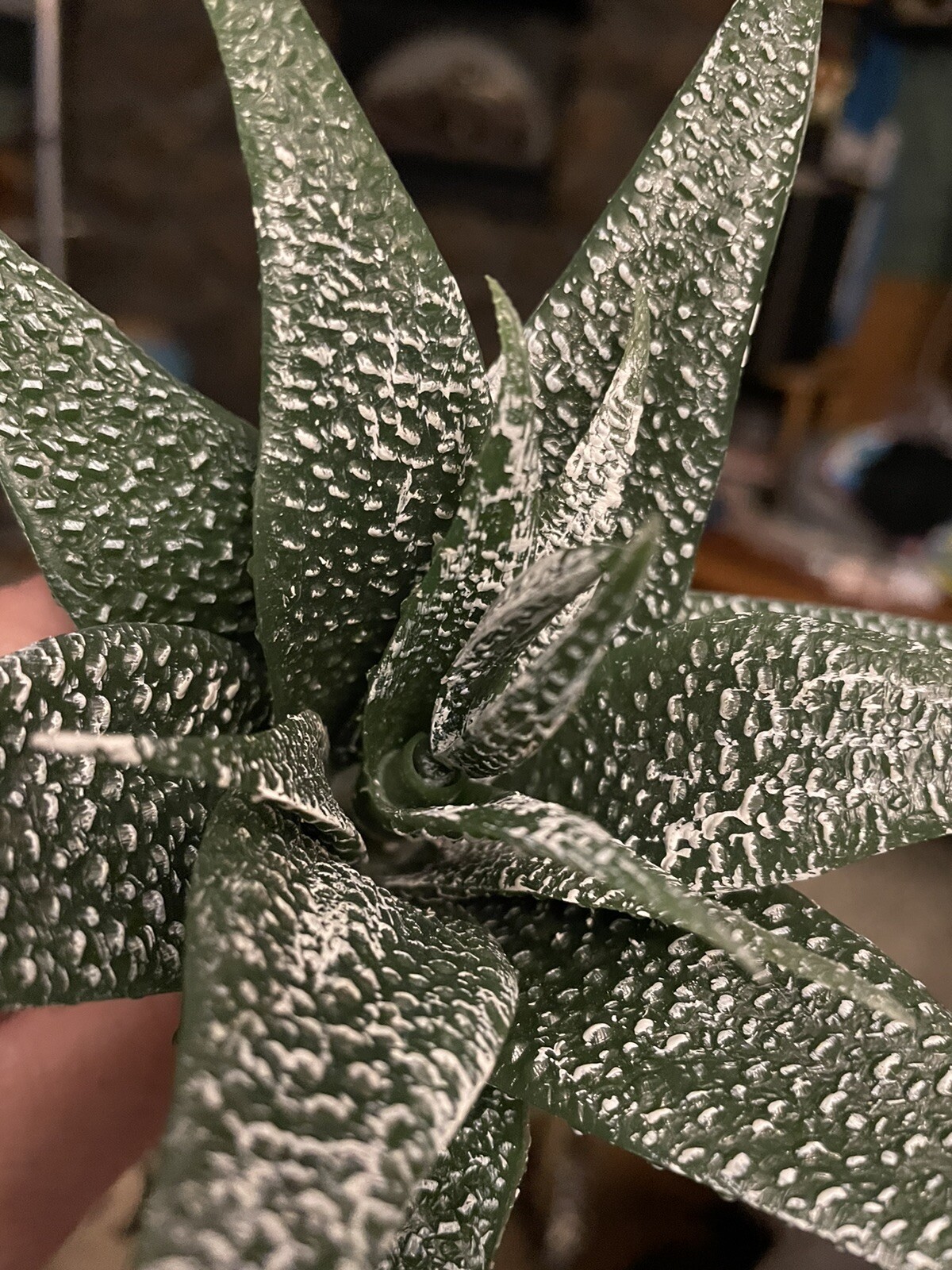 faux STAR succulent plant pick agave aloe heavy Duty Plastic 6” wide 4” tall￼