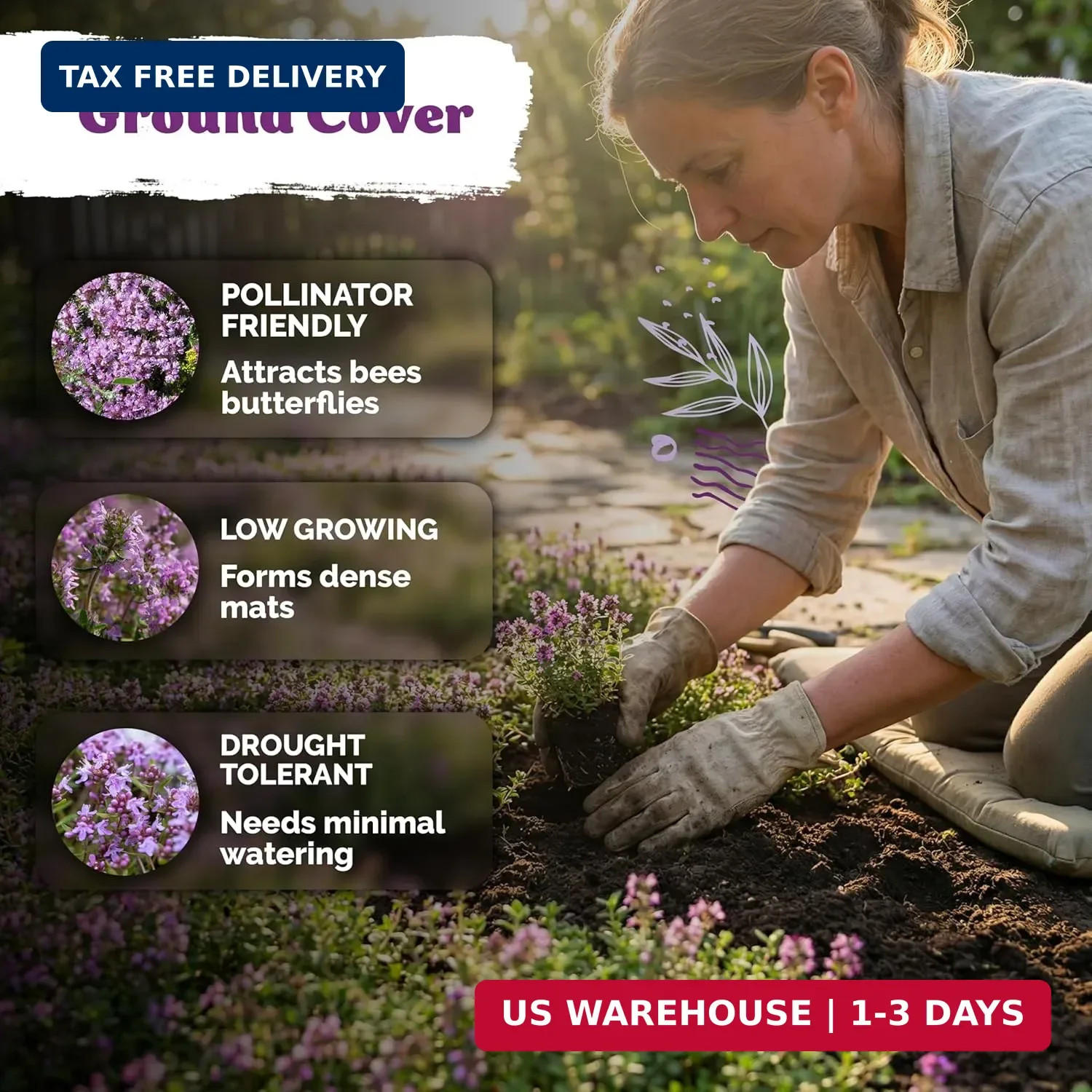 KVITER 20,000 Creeping Thyme Seeds (Thymus Serpyllum) – Wild Thyme, Aromatic Gro