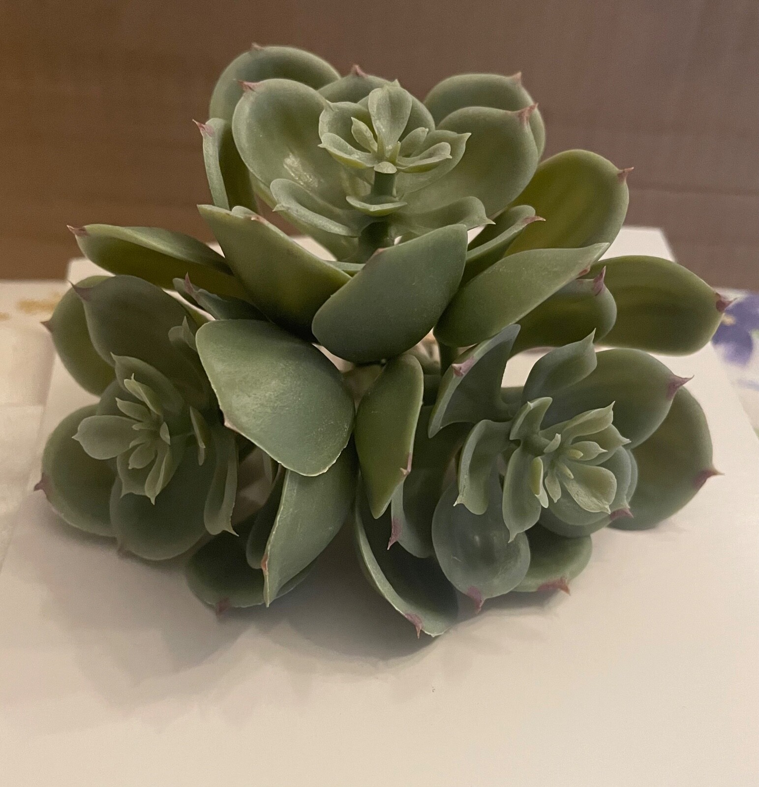 Three (3) Faux Stems Of Echeveria, A Beautiful Succulent, 3.5” Tall
