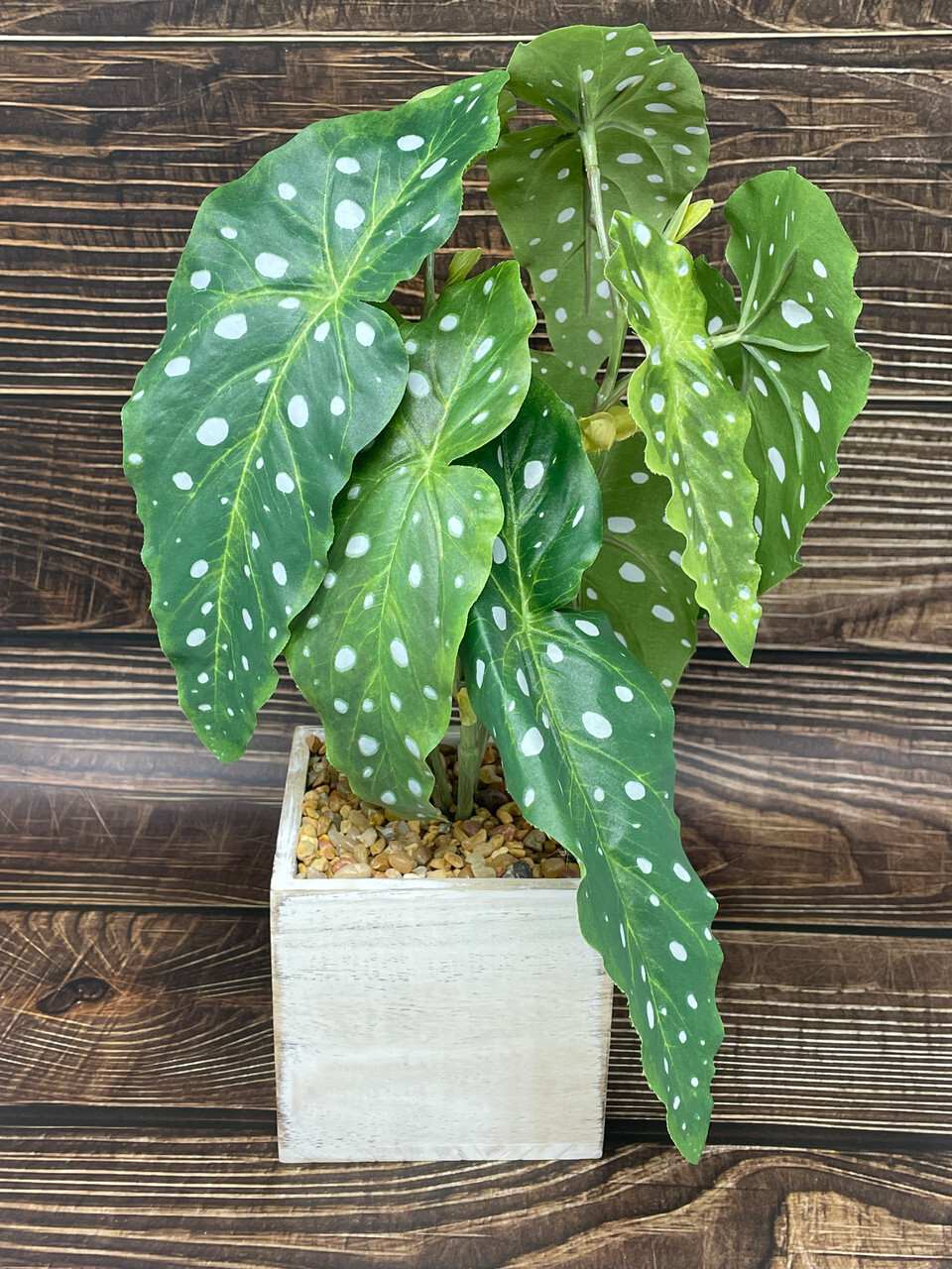 13″ Potted faux Angel Wing Spotted Begonia silk plant in White wood box – Home D