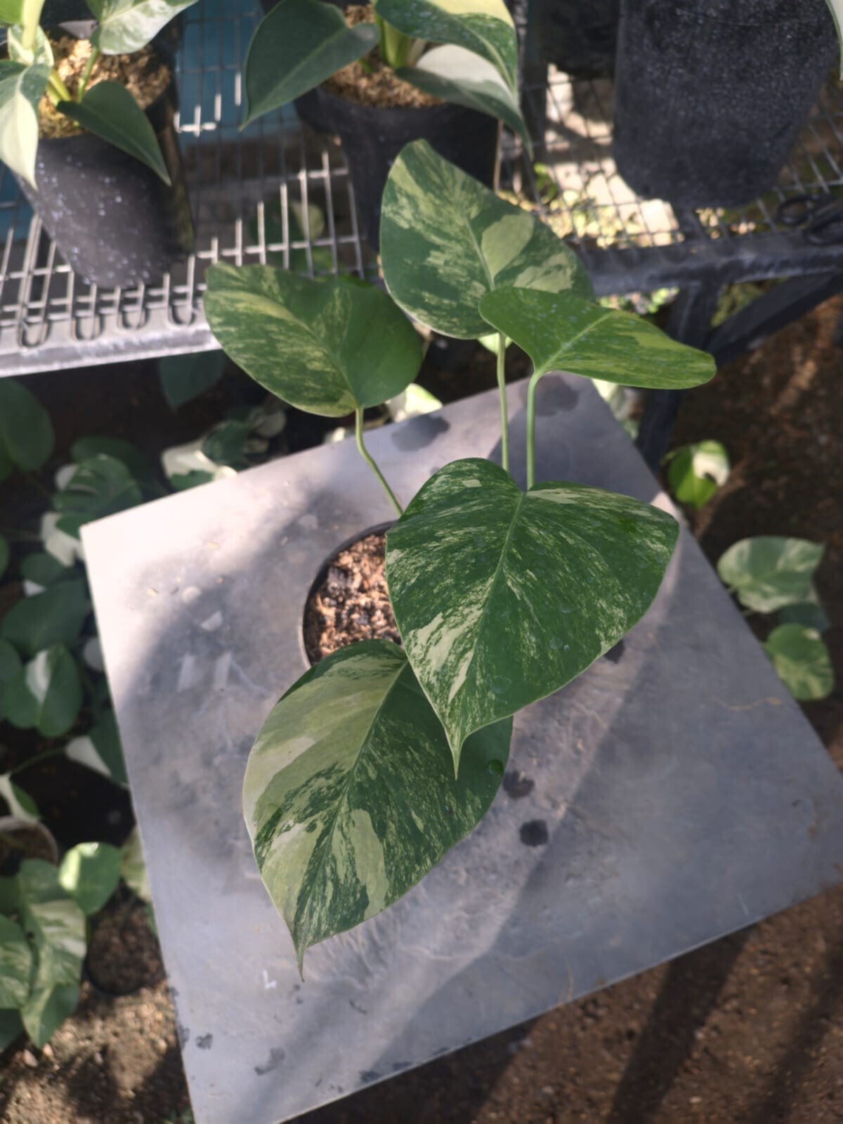 Real Pick Monstera Marmorata Variegated