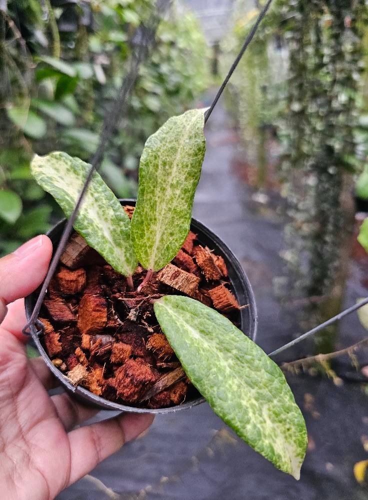 Hoya Crocodile Rare Tropical Indor Outdor Wax Plant Price $1600
