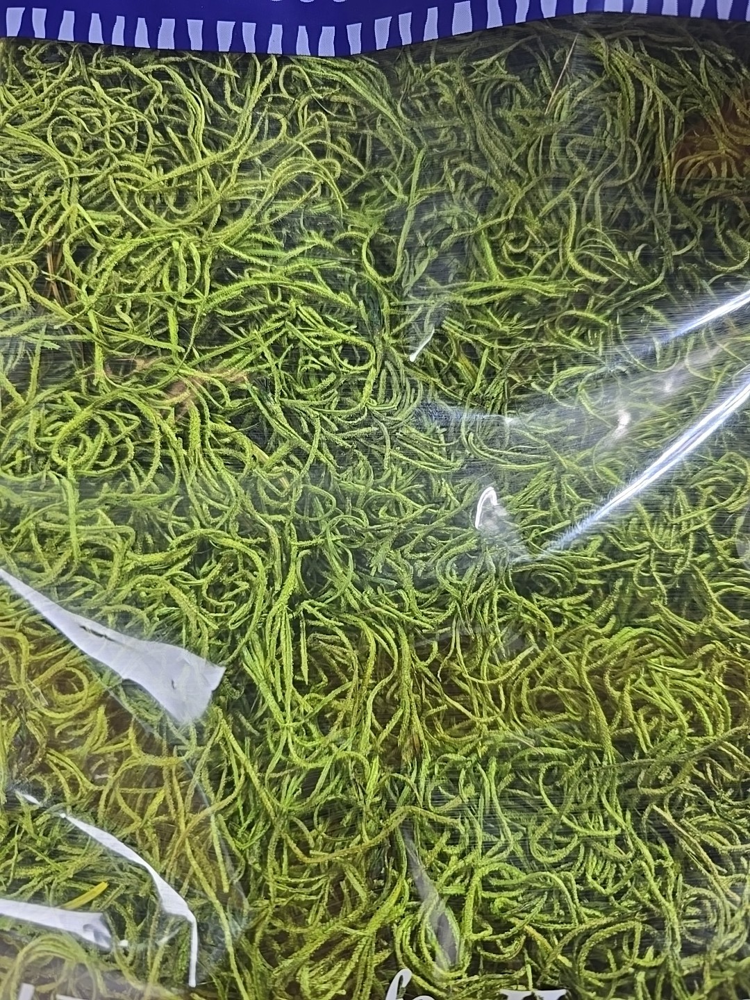 SuperMoss Forest Fresh Decorative Moss for Potted Plants, Natural Green, .534in*