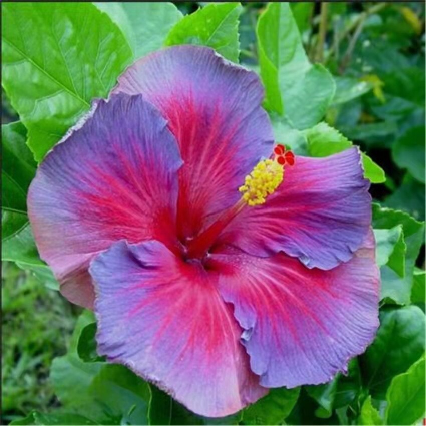 100 Red Hibiscus seeds Hibiscus Rosa-sinensis Garden Flowers seeds