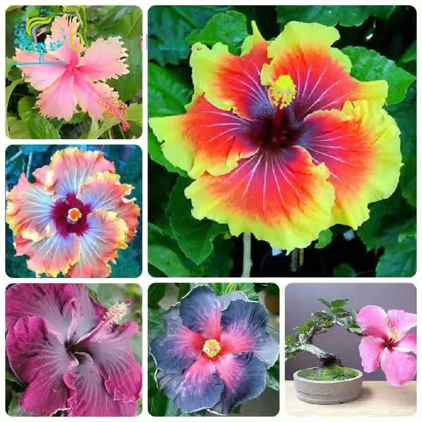 100 Red Hibiscus seeds Hibiscus Rosa-sinensis Garden Flowers seeds