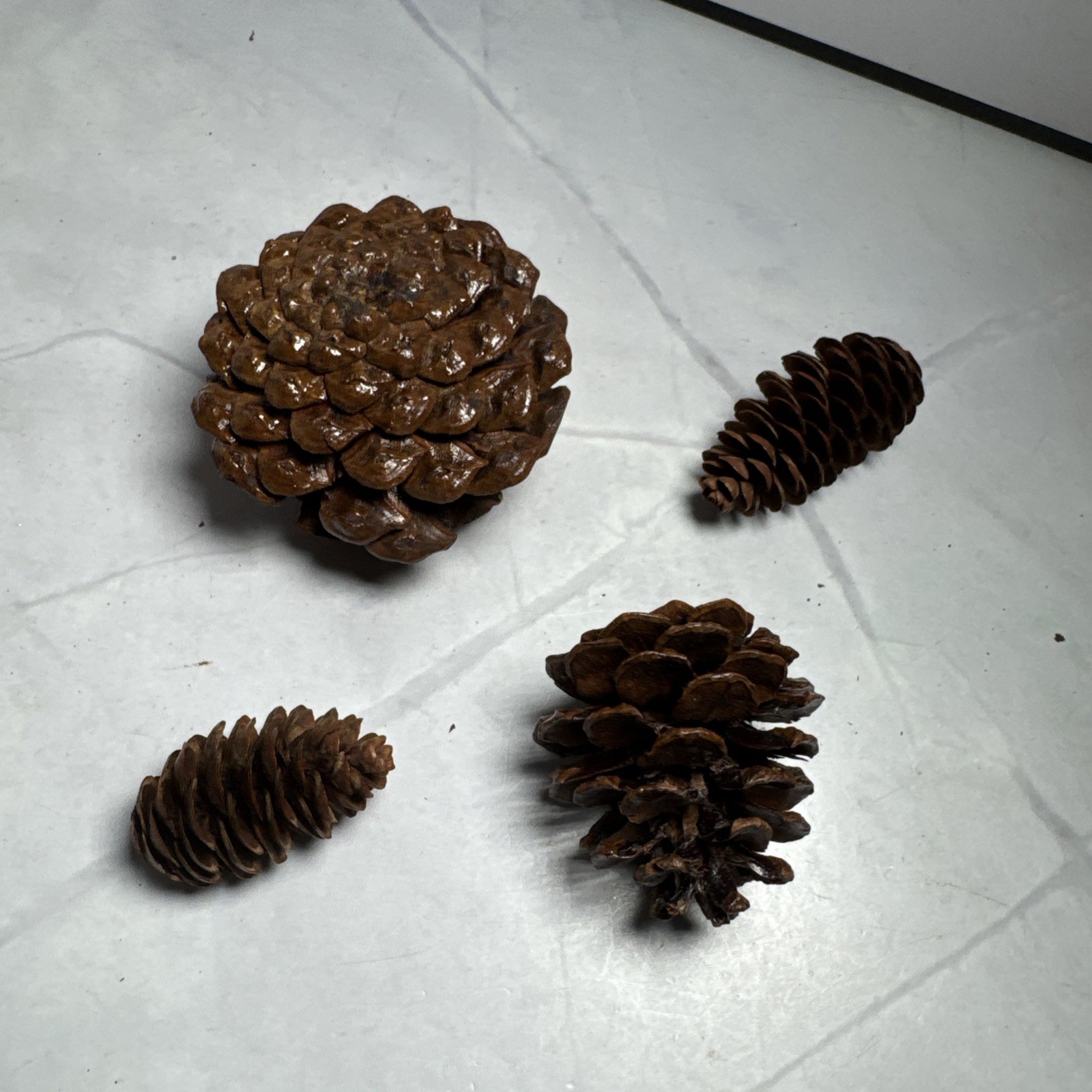 Red And Gold Holly Berry Stem and 4 Pine Cones Individual.