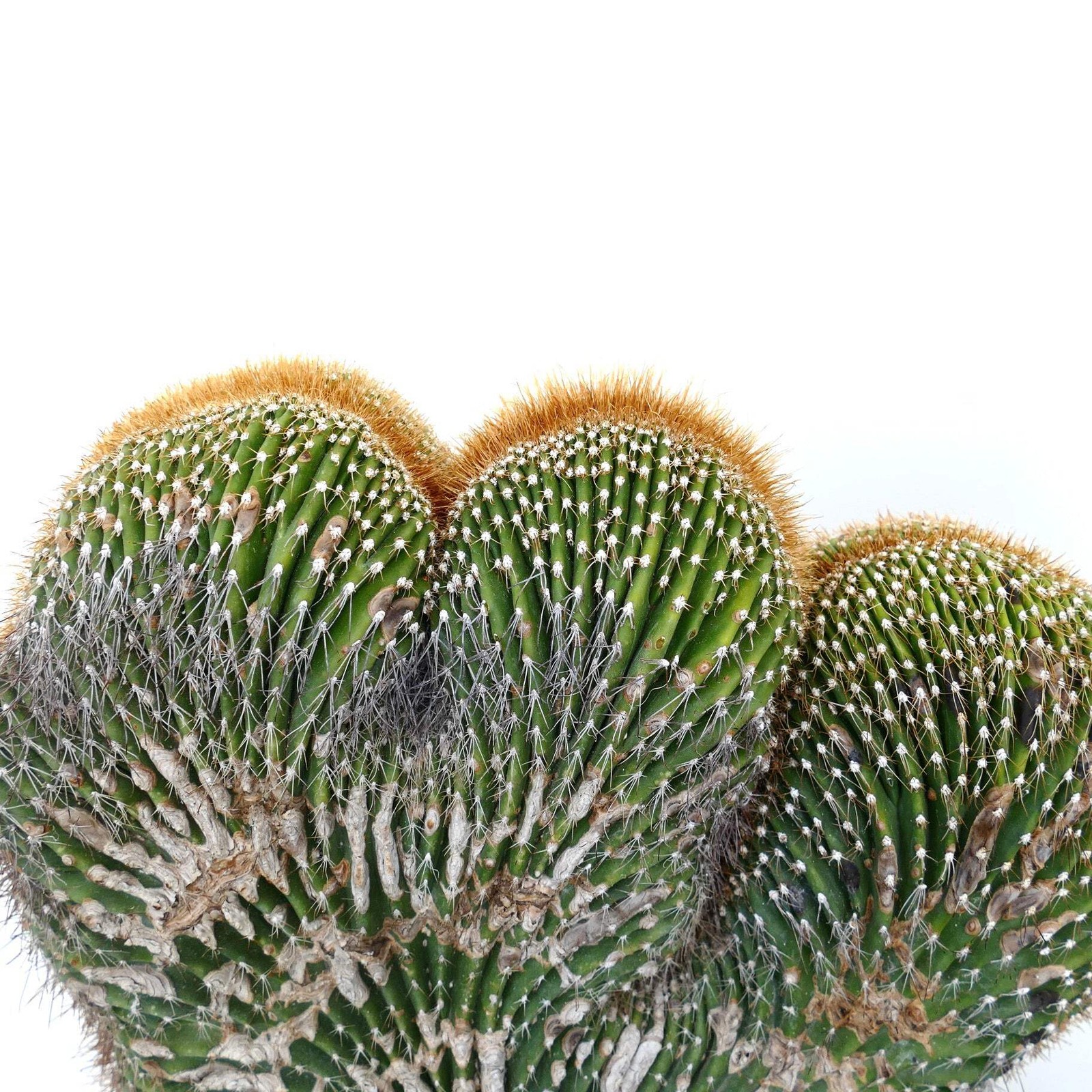 Carnegiea polylopha SAGUARO CRESTED 50x32cm – OLD SPECIMEN WILD