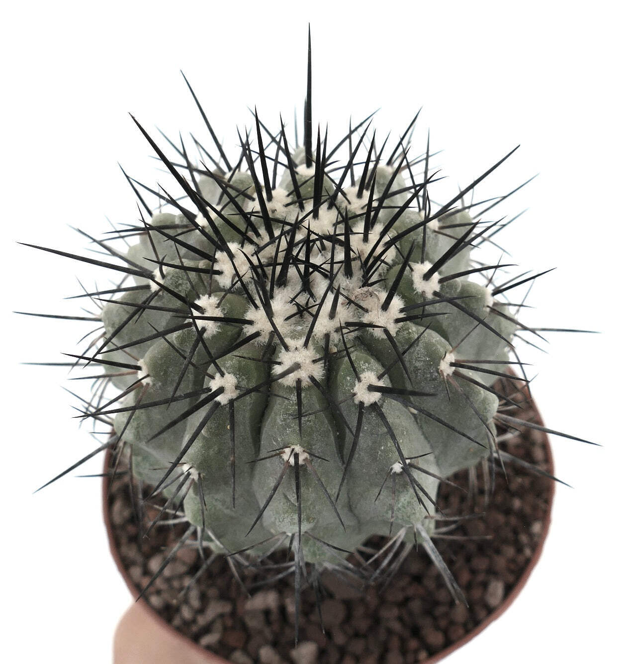 Copiapoa cinera BIG SIZE GRAFTED – NO CRESTED
