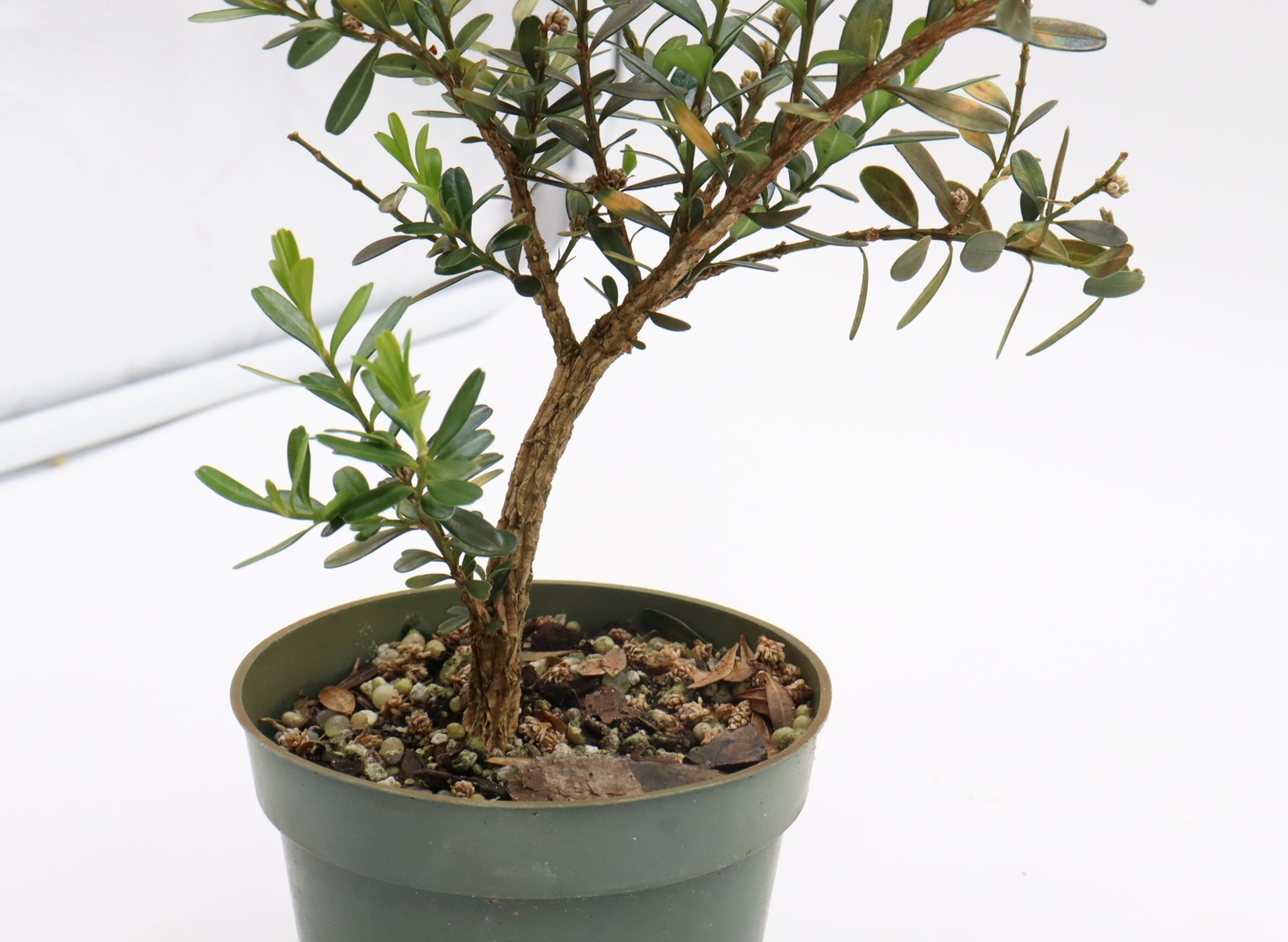 Assorted Harland Boxwood Cuttings in Four Inch Plastic Pots