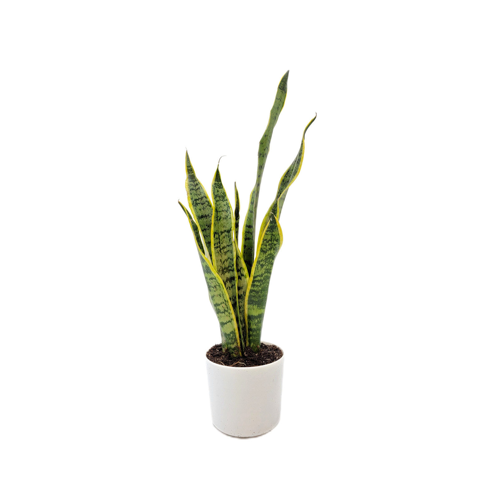 Snake Plant, Variety of Laurentii, Air Purifier, Low Maintenance, 4″ Décor Pot