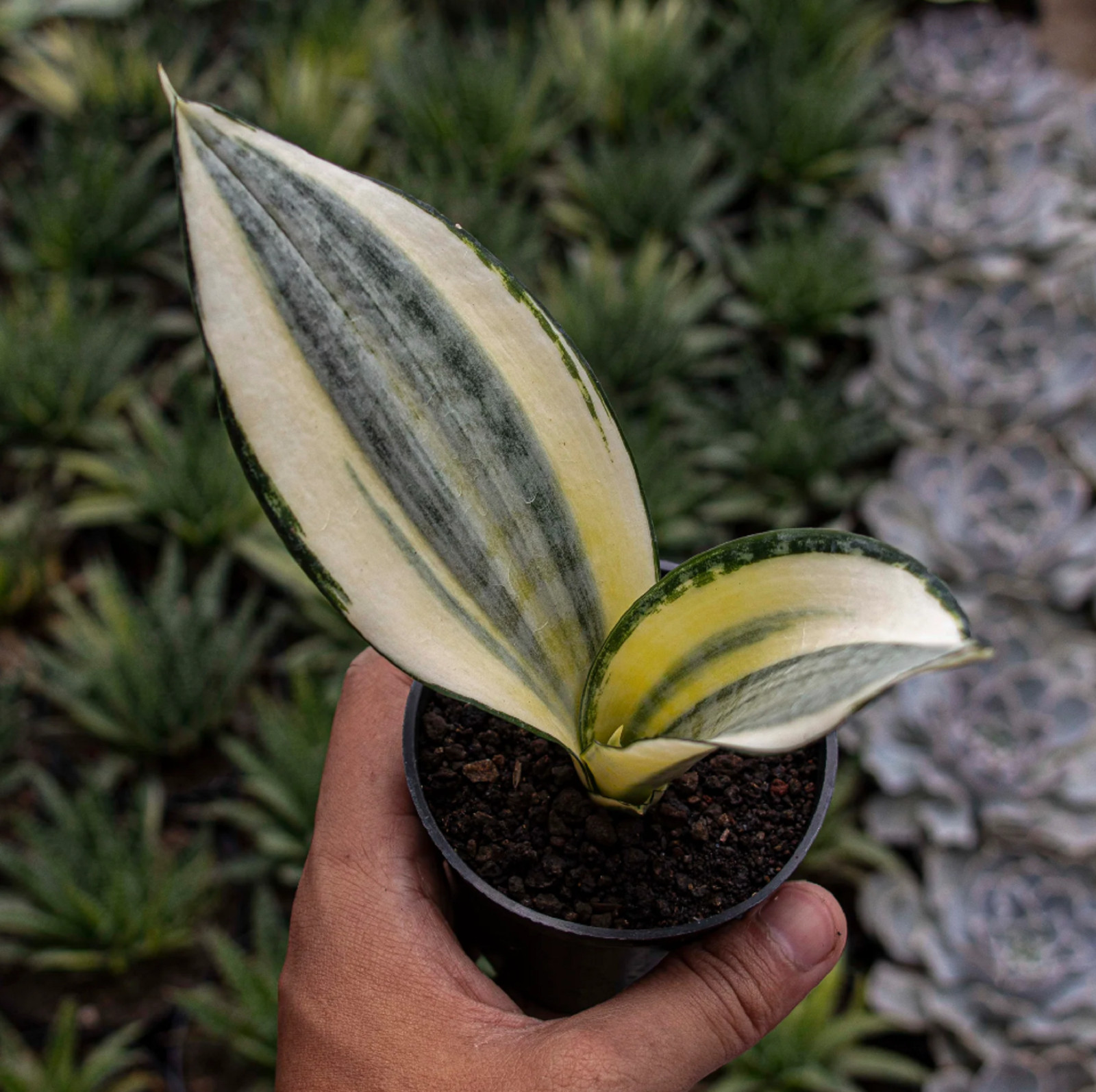 Sansevieria Asahi Rare Unique Snake Plant