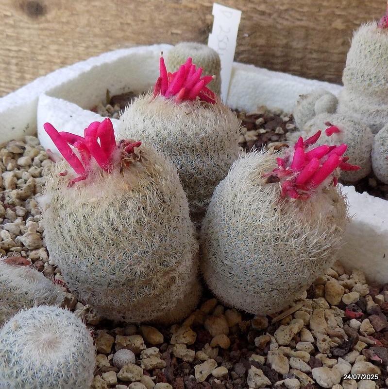 D5505 EPITHELANTHA MICROMERIS F. NEOMEXICANA potX-H8-W10 cm MaMa Cactus