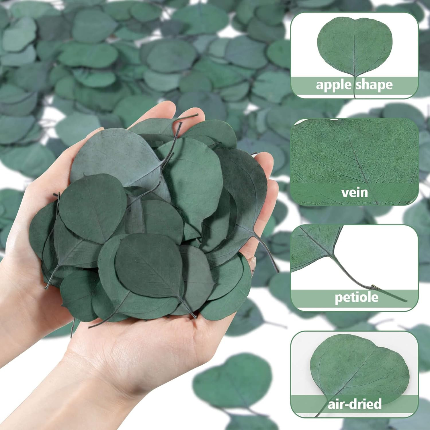 300PCS+ Real Eucalyptus Leaves for Shower – Dried Eucalyptus Leaves for Shower