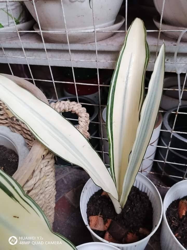 Sansevieria Beauty Queen Rare Uniqe Plant