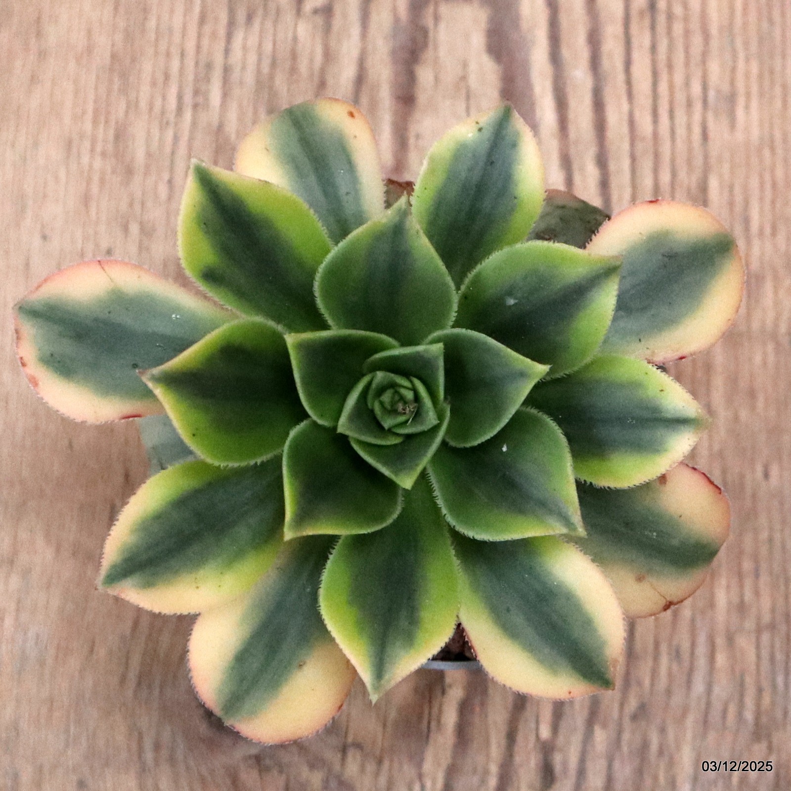 D7652 AEONIUM FLORESENS VARIEGATED pot6,5-H6-W11 cm MaMa Cactus
