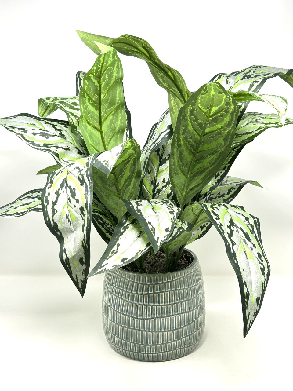 18″ Large SILVER QUEEN AGLAONEMA artificial silk Sword plant, 5″ Cream-green Cer