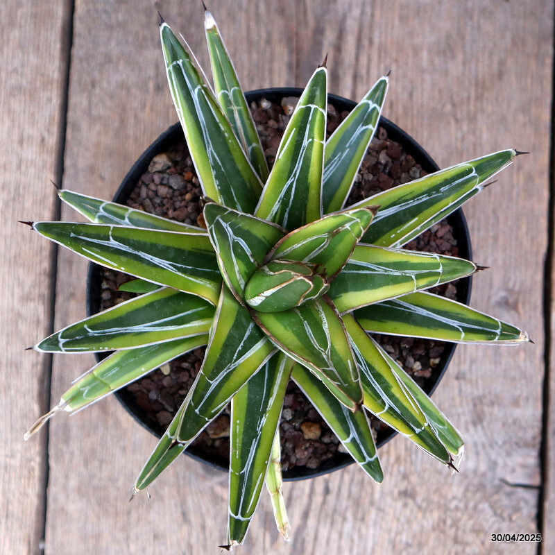 D2129 AGAVE REGINAE VICTORIAE VARIEGATED pot14-H11-W15 cm MaMa Cactus