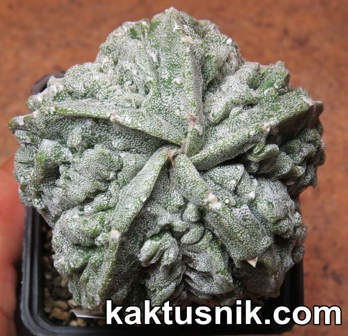 Astrophytum myriostigma mix 20seeds harvest 2025