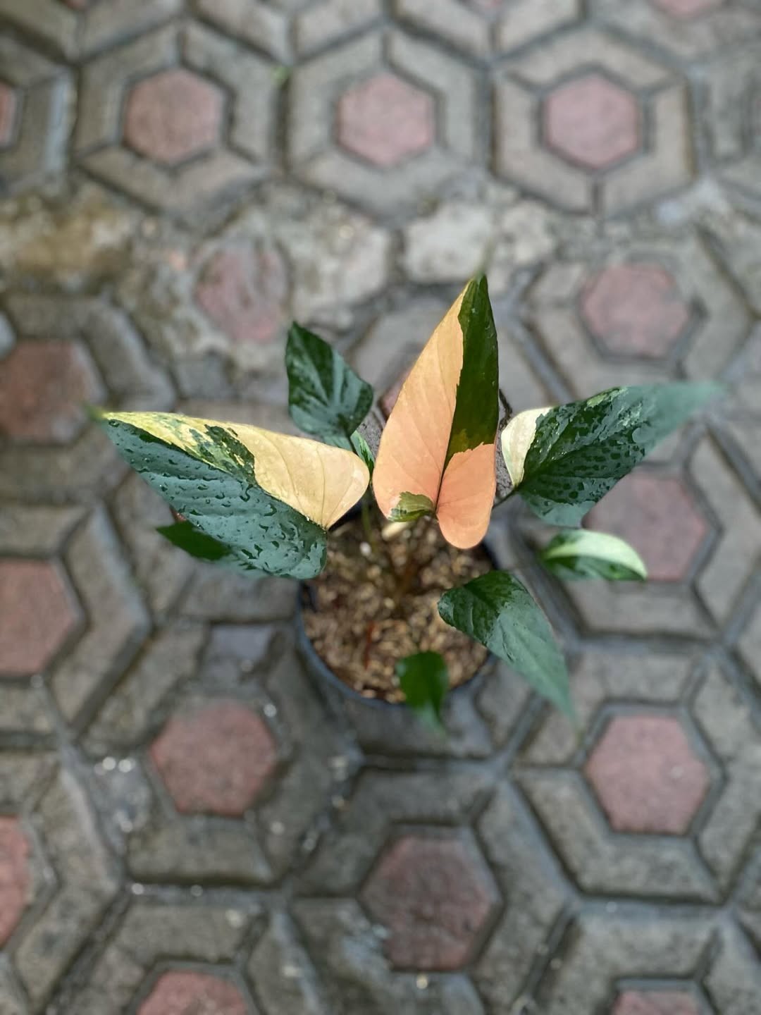 Homalomena Pink Diamond Variegated Real Picture