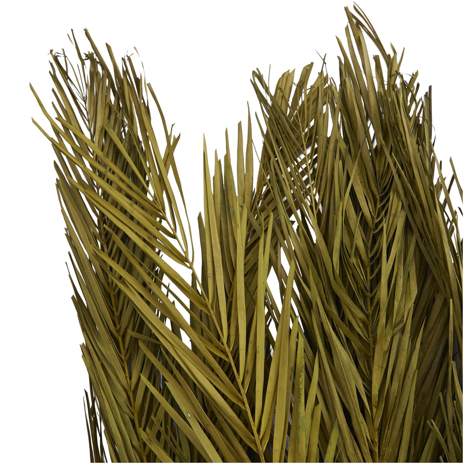 Dried Plant Palm Leaf Home Decor Natural Foliage Natural Dried Foliage with F…