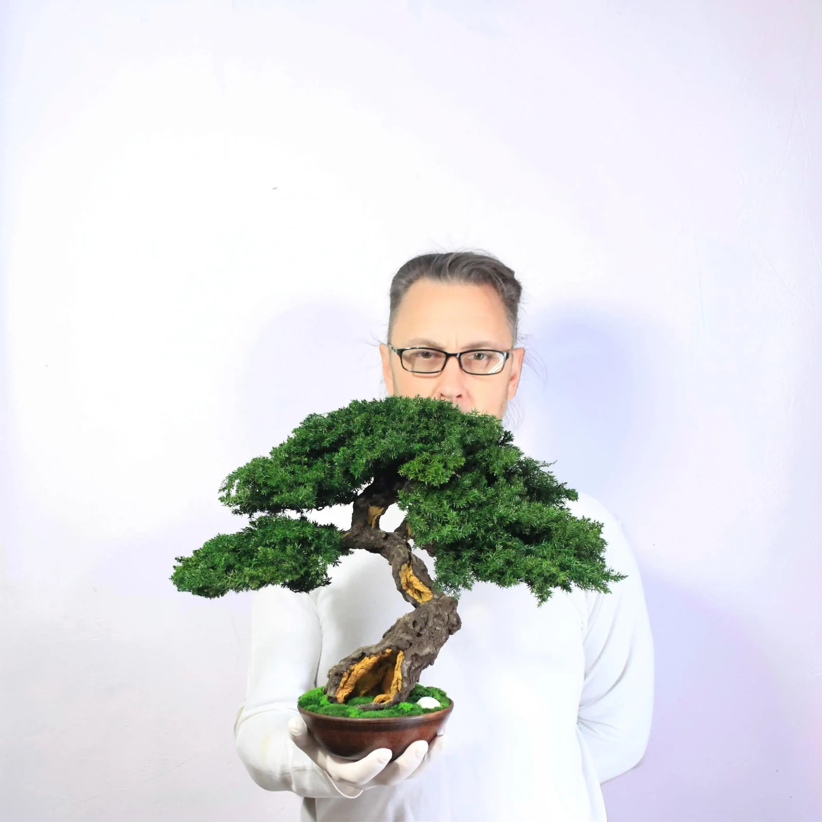 Exclusive Preserved Juniper Bonsai – Interior Art Sculpture. 37 cm / 14,6″
