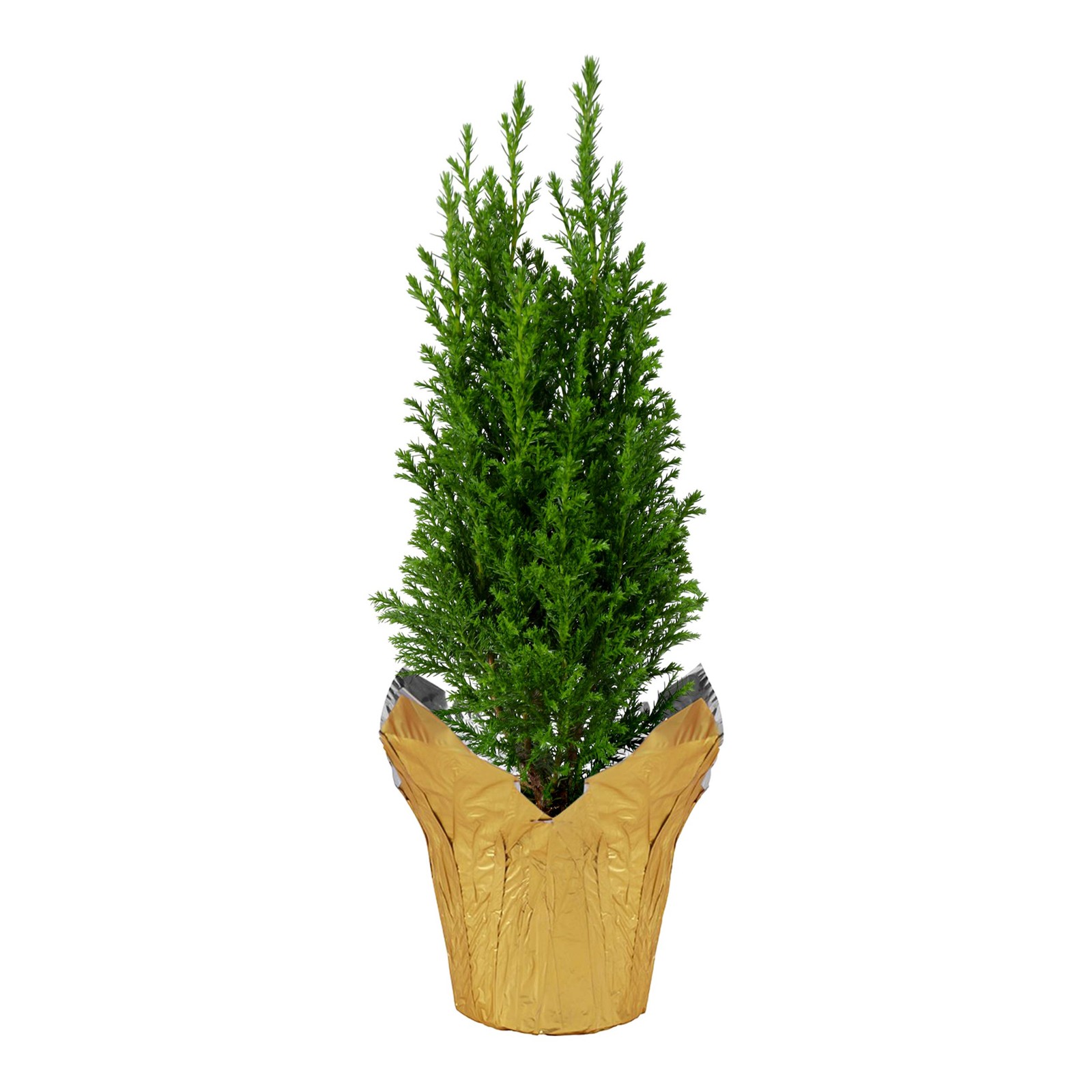 Live Dark Green Cypress Tree – Tabletop Decoration – 12″ Tall by 5″ Wide in D…