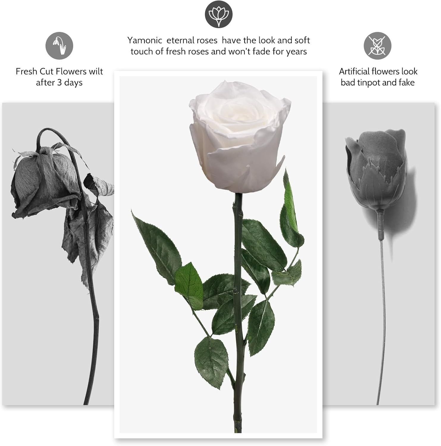 Single Elegant Preserved Rose – Timeless Gift for Her Birthday or Mother’s Day