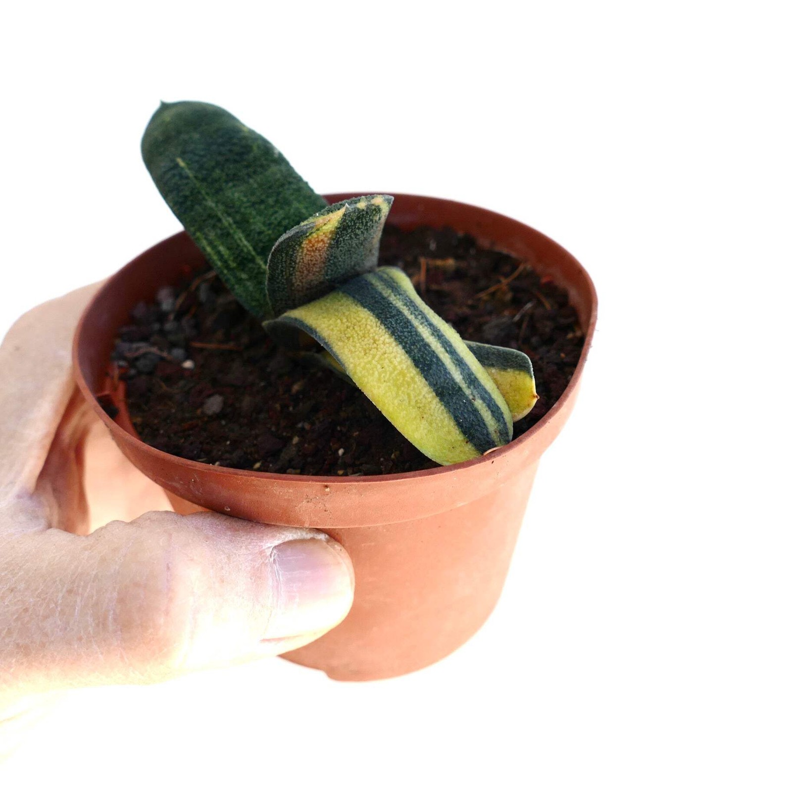 Gasteria batesiana VARIEGATED – Knoppies gasteria | Bates’ gasteria