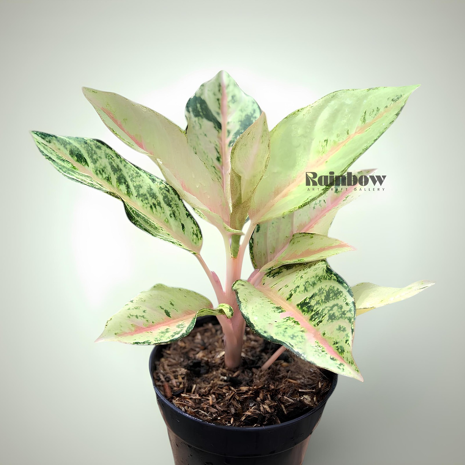 Aglaonema Frozen Beatiful Ornamental Plant