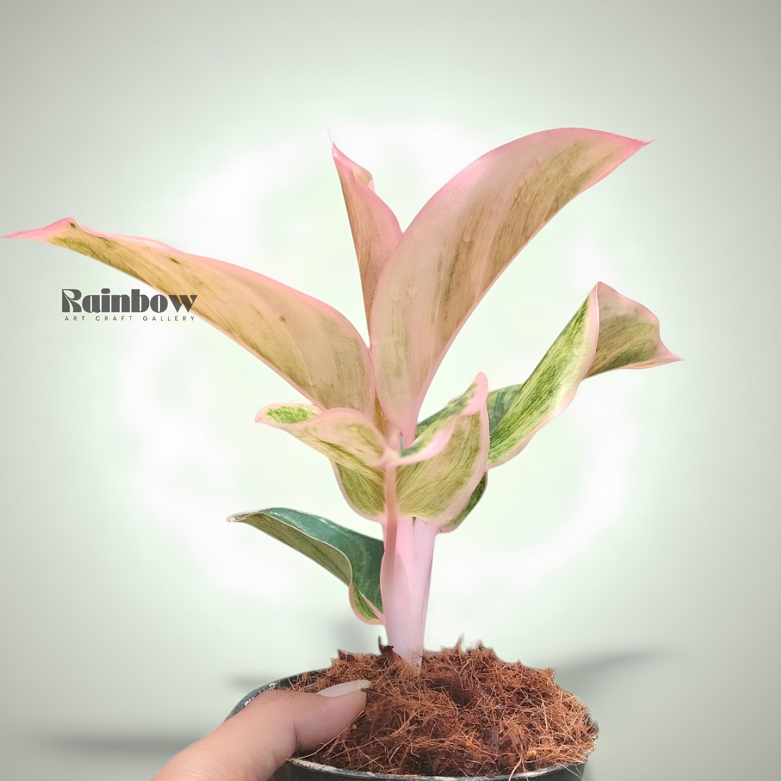 Aglaonema Dejavu Beatiful Ornamental Plant