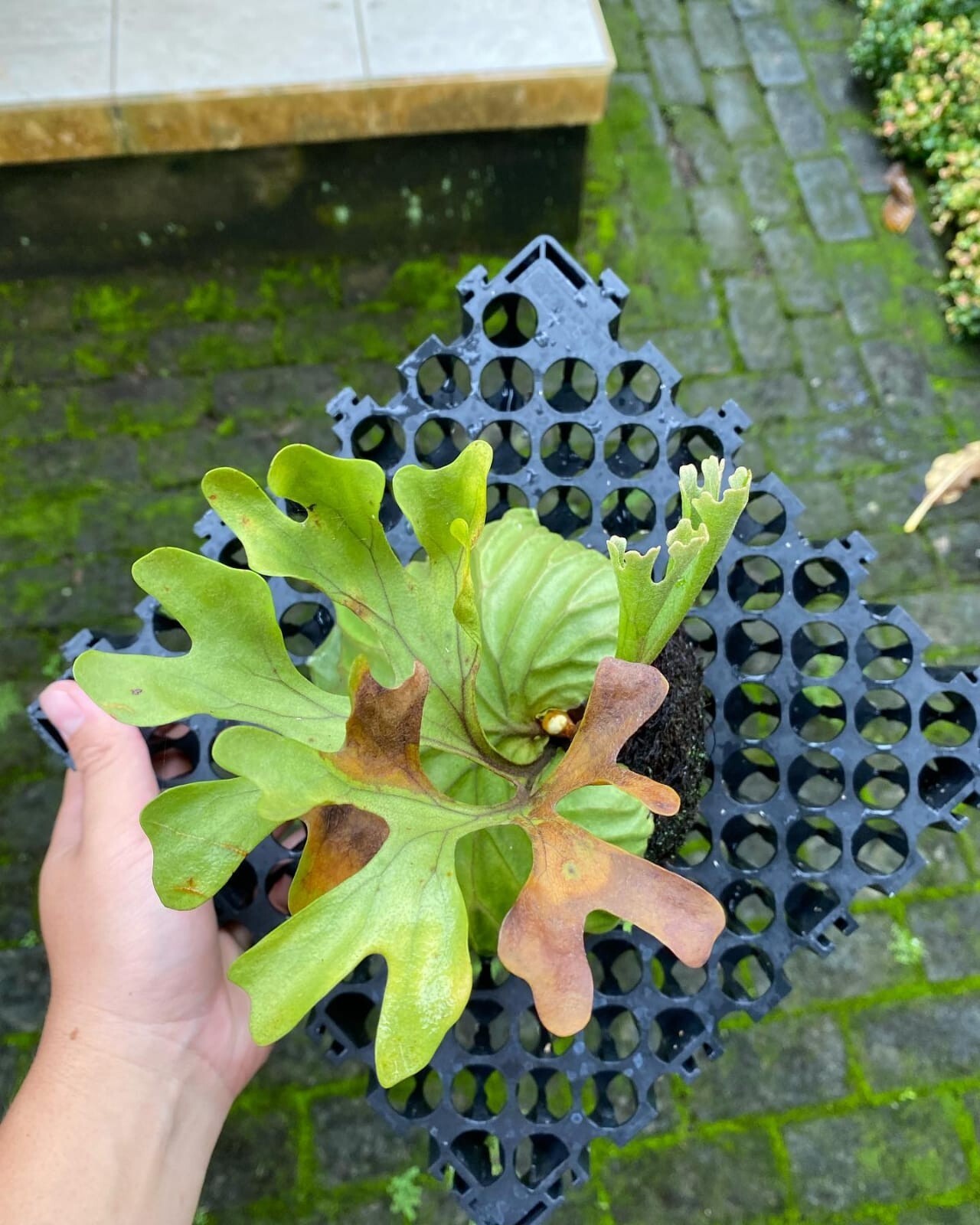 Platycerium Ridleyi + Phytosanitary Cert