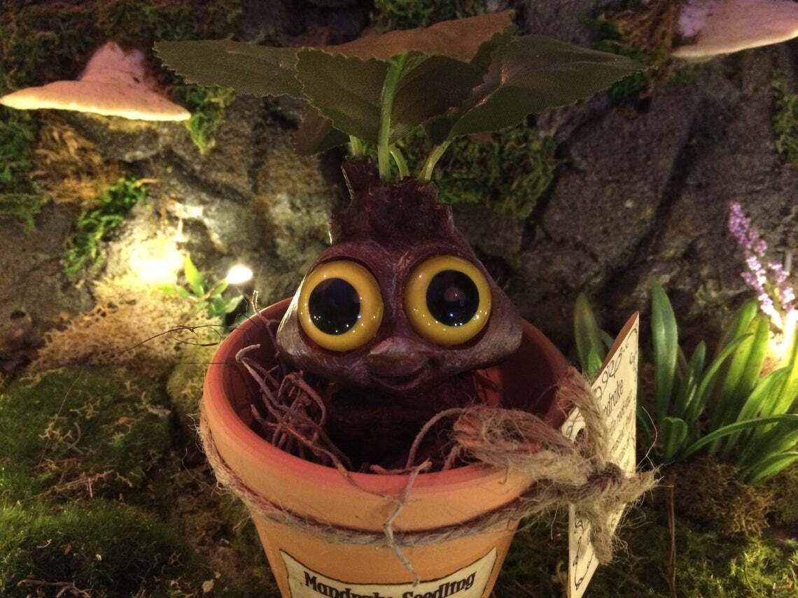 Mandrake Plant Seedling – Adorable Magical Root In A Small Terracotta Pot