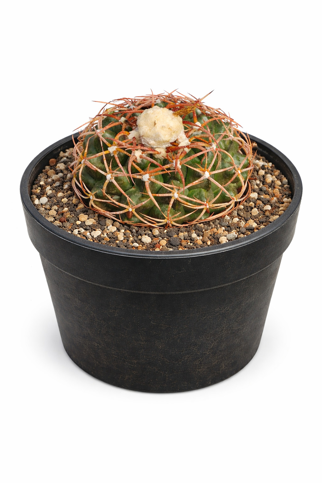 Discocactus subviridigriseus HU438 SEEDS – Rare Cactus SEEDS