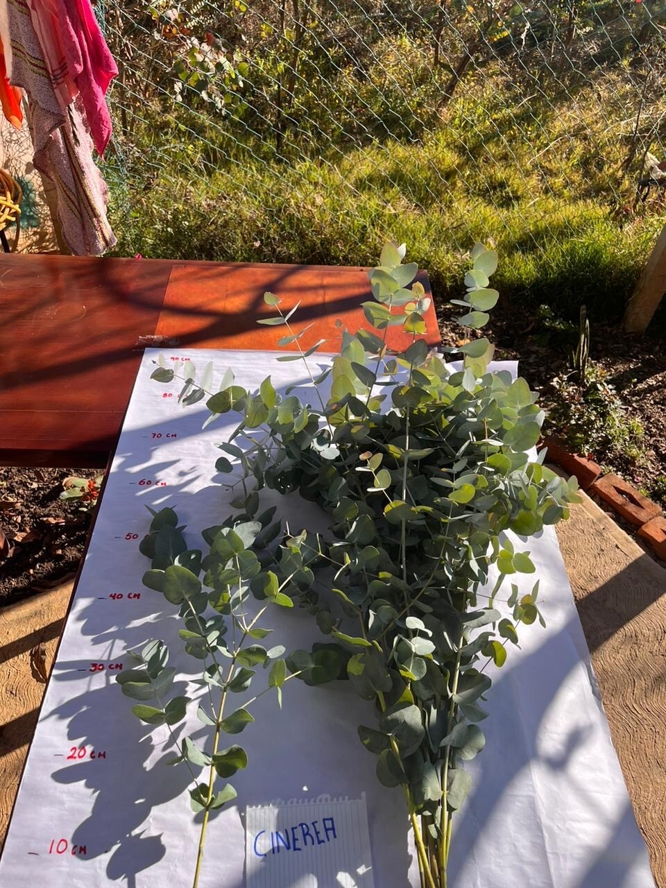 15 stems of fresh eucalyptus great for decor.