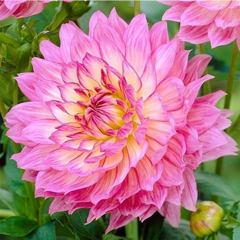 (10) DAHLIA SEEDS rare exotic flower blossom garden plant USA SELLER W/TRACK