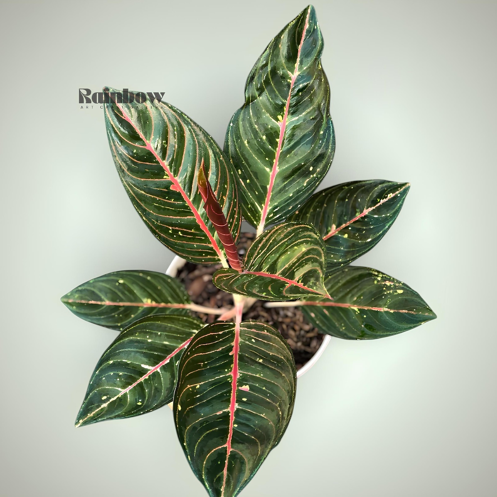 Aglaonema Black Diana Beatiful Ornamental Plant