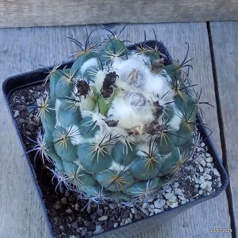 D5435 CORYPHANTHA CORNIFERA pot12-H11-W10 cm MaMa Cactus