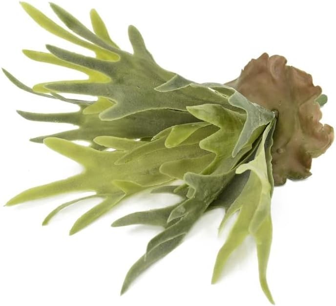 2 Artificial Staghorn Fern Plants – Vibrant Greenery for Home and Office Decor