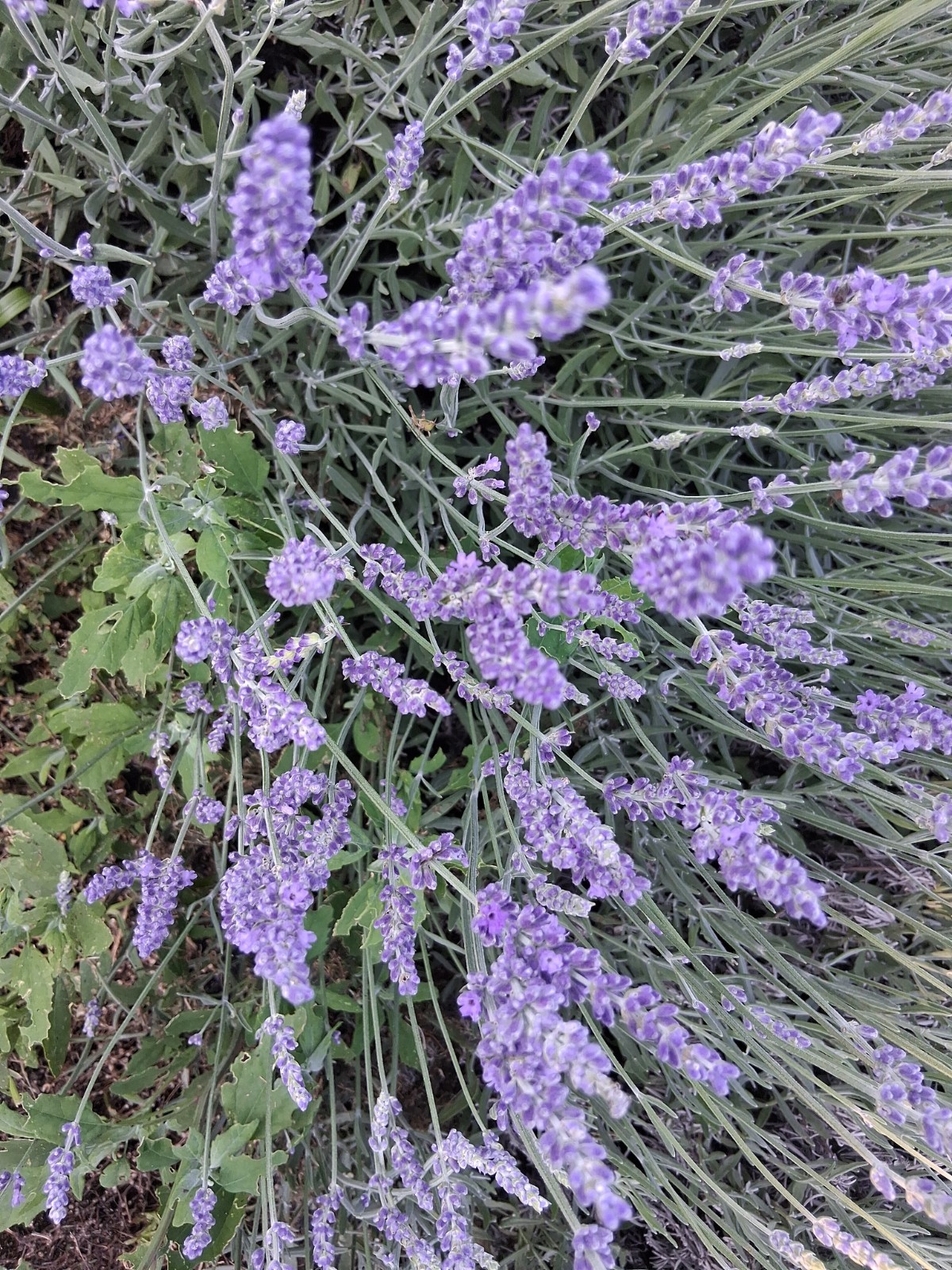lavender bouquet
