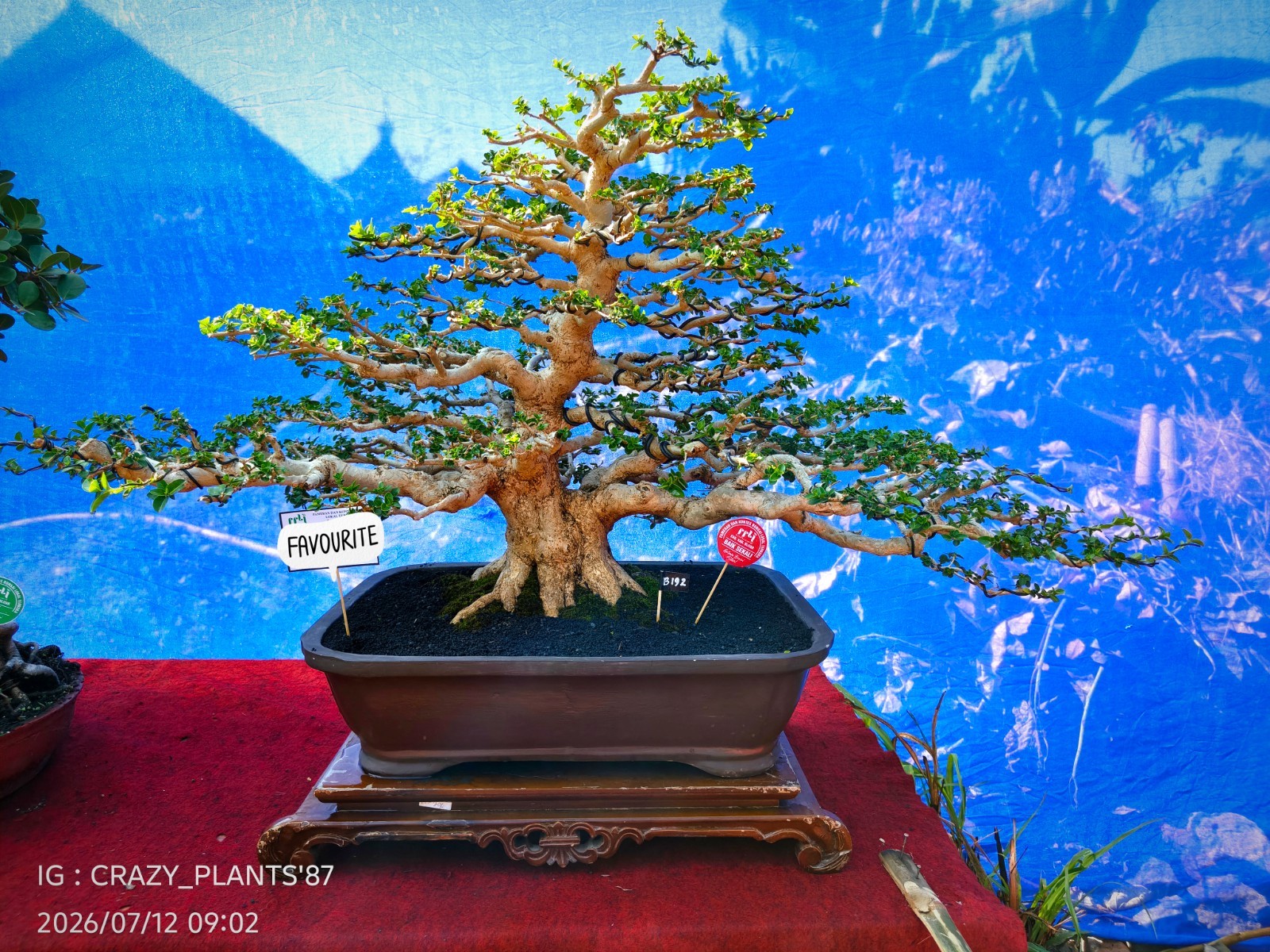 Premna Microphylla Bonsai Tree -Real- Large Size – For Bonsai Tree Collectors.