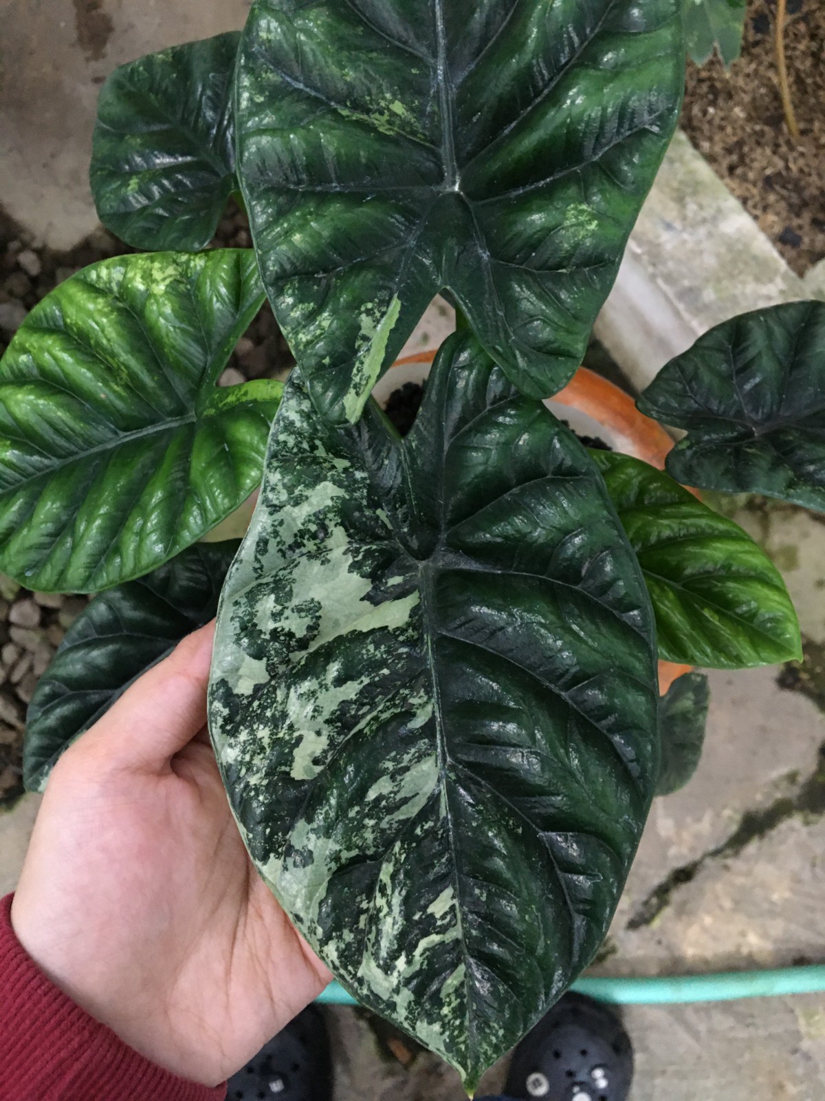 RARE REAL PICTURE Alocasia Sinuata Albo Variegated Live Plant Grow in Pot