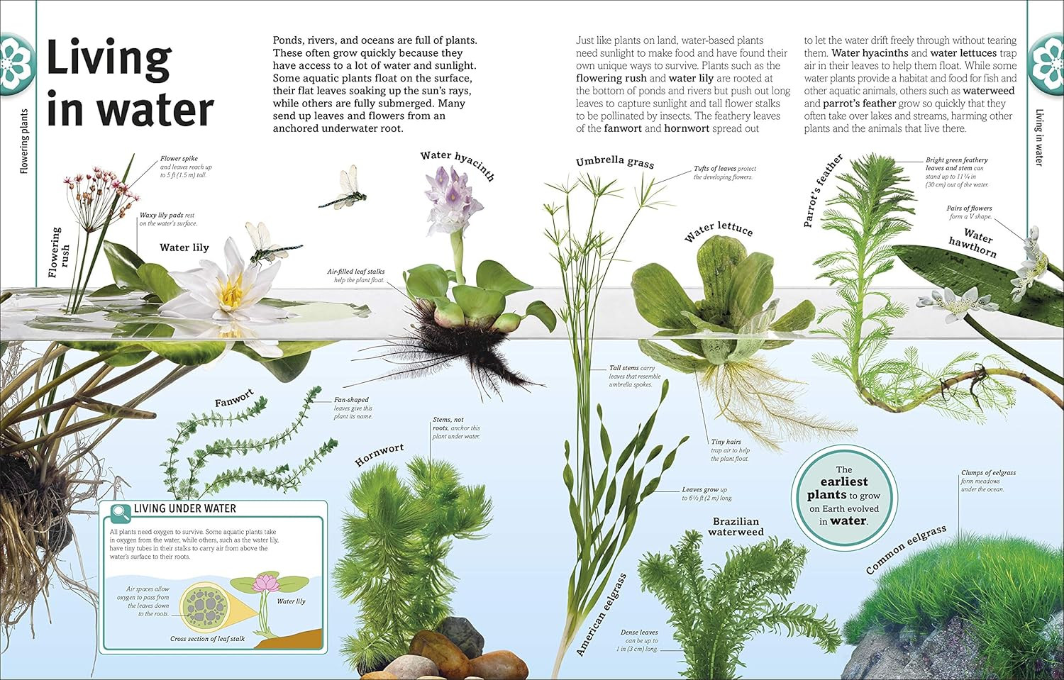 Trees, Leaves, Flowers & Seeds: a Visual Plant Encyclopedia for Kids (DK Our Wor