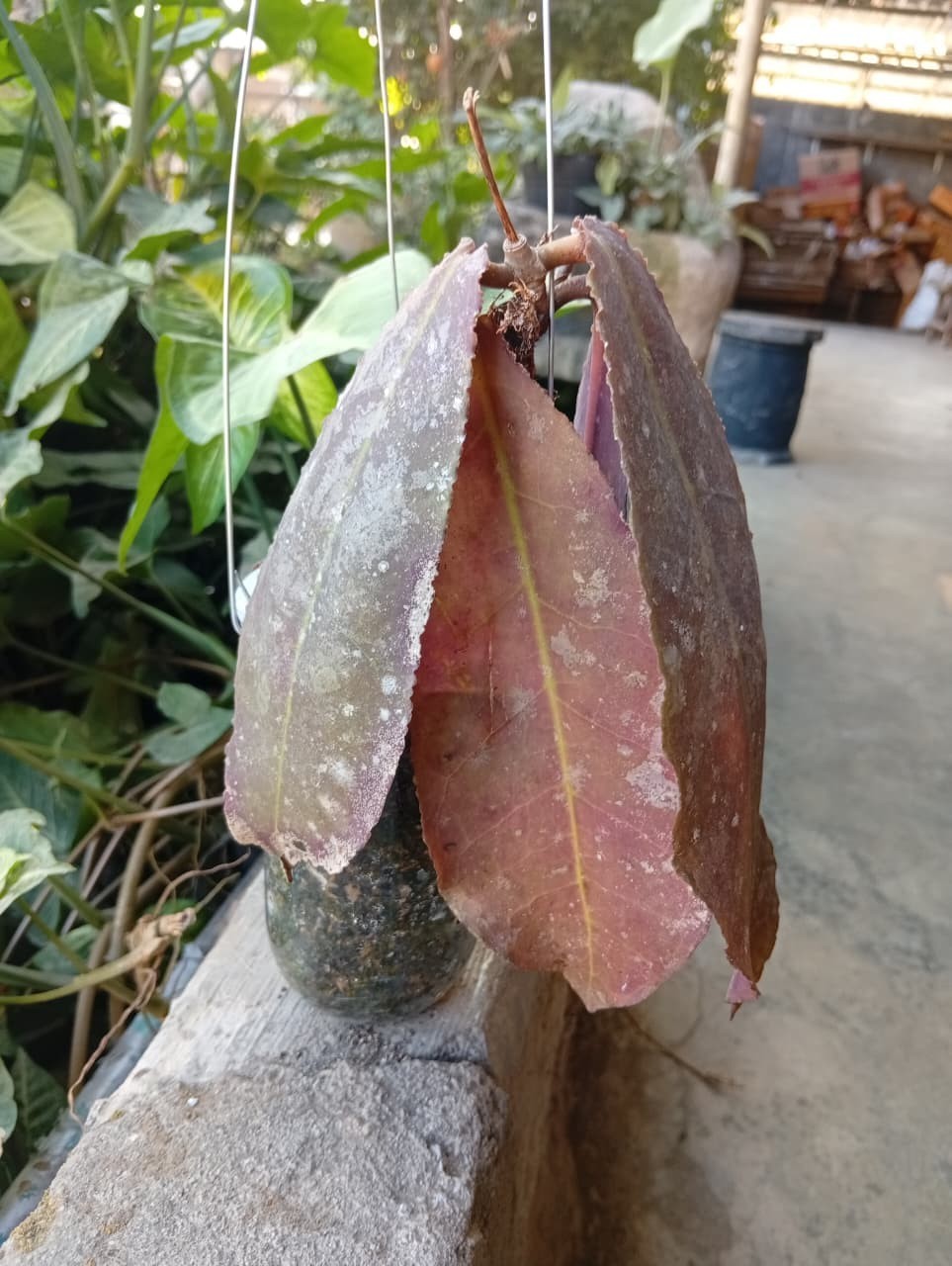 Real Picture Hoya Undulata Red Splash