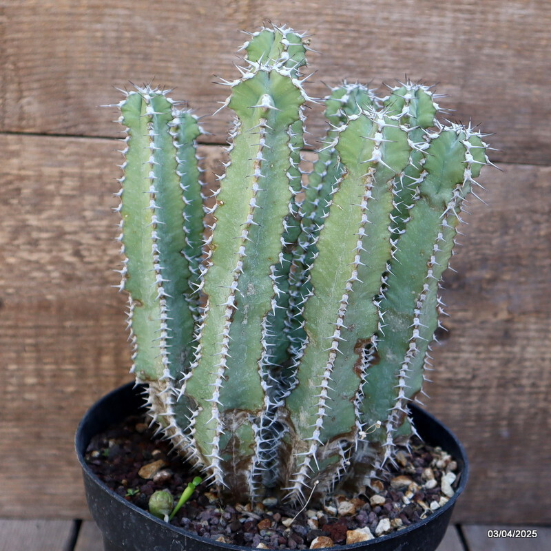 A2319 EUPHORBIA POLYACANTHA pot18-H24-W17 cm MaMa Cactus