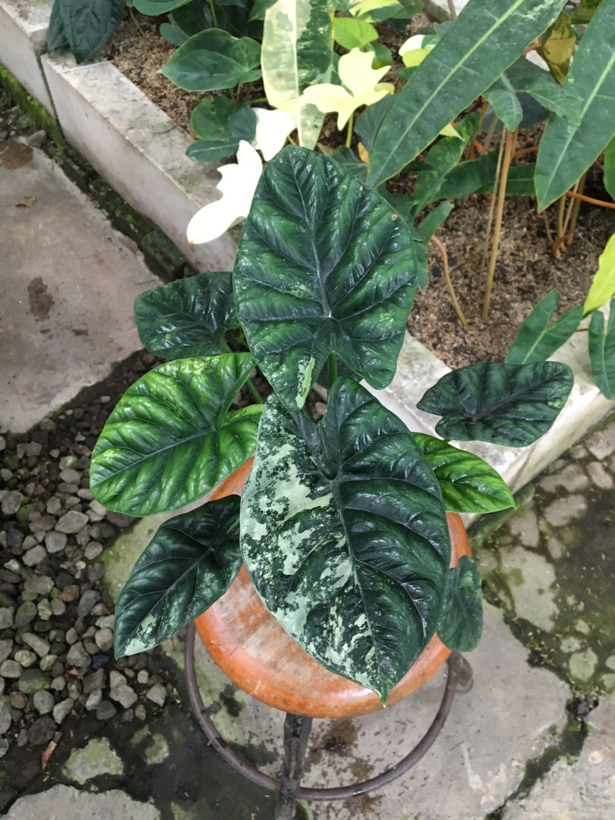 RARE REAL PICTURE Alocasia Sinuata Albo Variegated Live Plant Grow in Pot