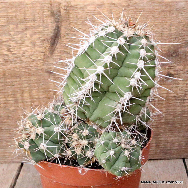 M87 GYMNOCALYCIUM PAEDIOPHILUM VERY OLD pot14-H13-W16 cm MaMa Cactus