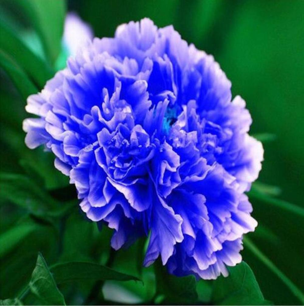 (10) PEONIES SEEDS rare exotic flower home blossom garden USA SELLER W/TRACKING